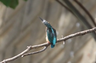 IMG_9271