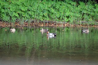 IMG_1290
