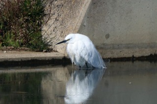 IMG_2532