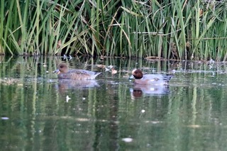 IMG_4776