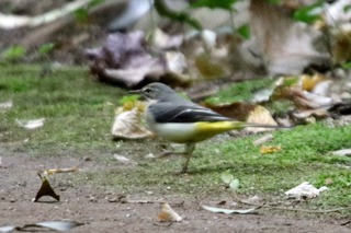 IMG_1490