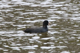IMG_0683