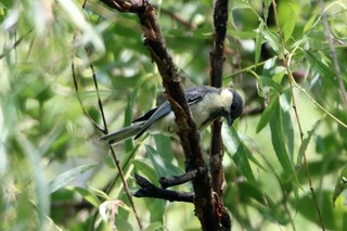 IMG_0176