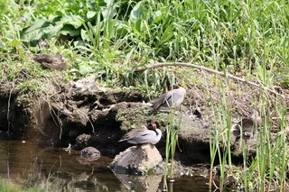 IMG_1088