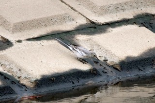 IMG_0420
