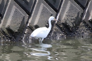 IMG_0788