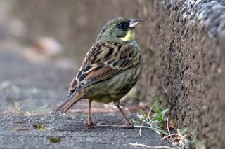 IMG_7903