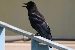 IMG_6403