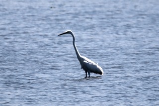 IMG_2618
