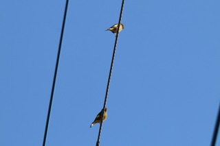 IMG_1308