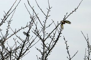 IMG_5604