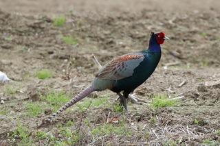IMG_2982