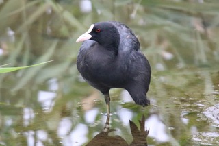 IMG_6621