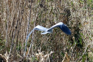 IMG_2122