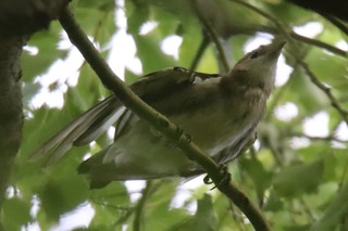 IMG_9449