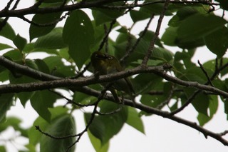 IMG_8518