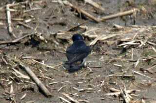 IMG_0701