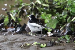IMG_3607