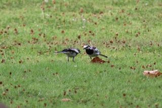 IMG_5446