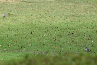 IMG_5425