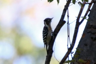 IMG_9804