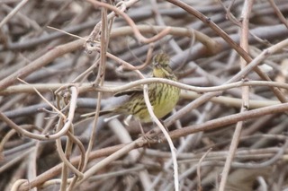 IMG_4888