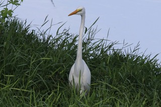 IMG_9588