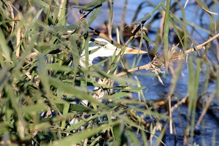 IMG_0497