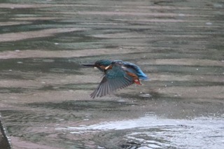 IMG_4209