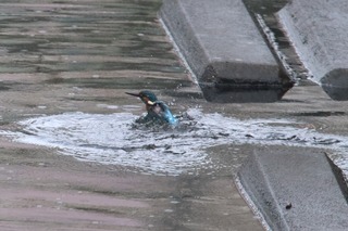 IMG_4207