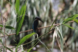IMG_6335