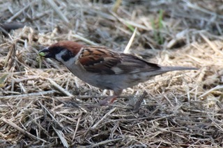 IMG_9671