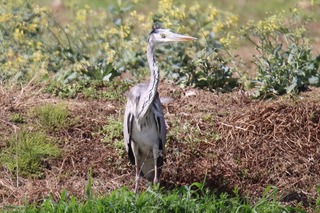 IMG_2740