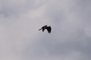 IMG_0327