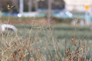 IMG_7723