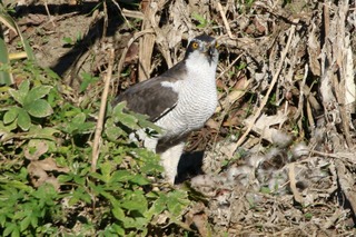 IMG_0154