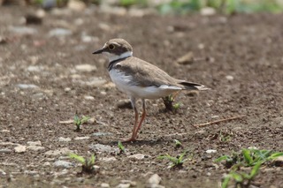 IMG_8860