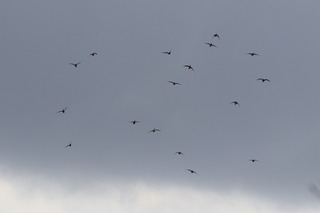 IMG_2710