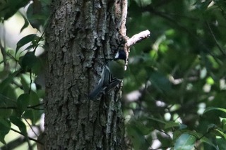 IMG_5695