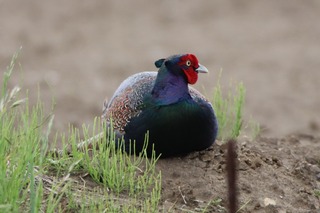 IMG_1766