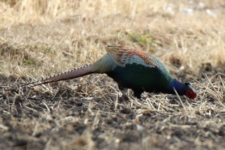 IMG_8557