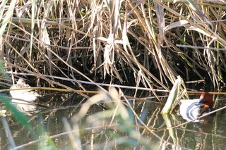 IMG_0519