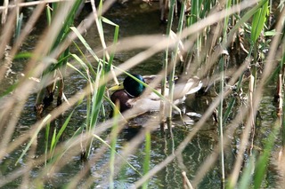 IMG_1108