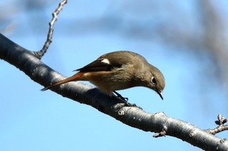 IMG_0978