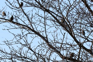 IMG_0625