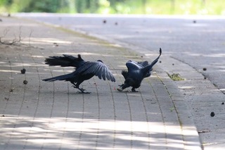 IMG_8269