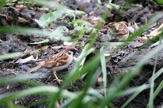 IMG_8224