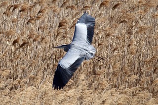 IMG_9154