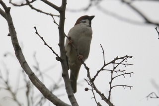 IMG_0063