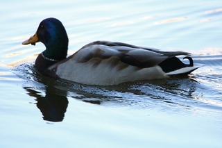 IMG_4758